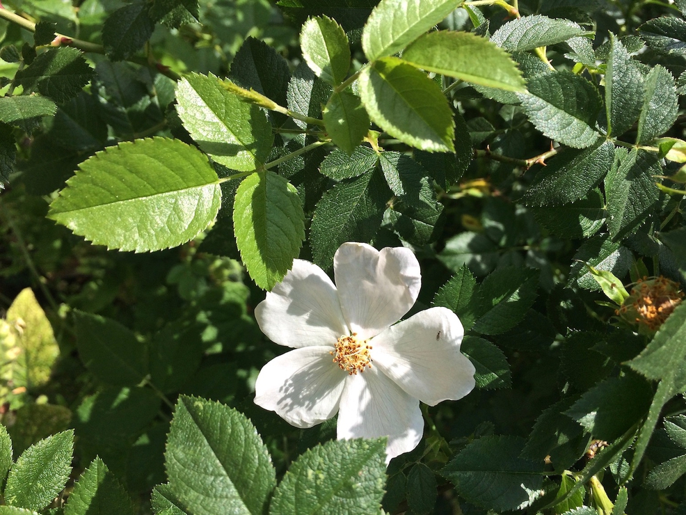 Herb Walk; Explore the world of healing herbs