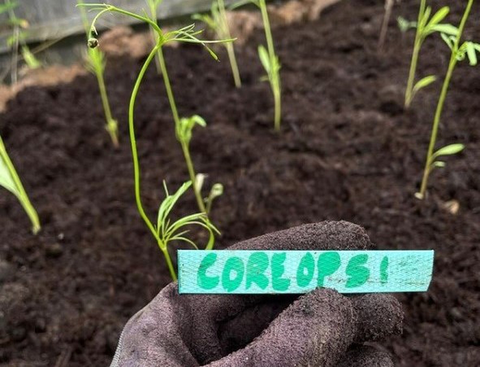 Forest Hill Library Community Garden